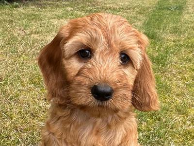 Classy Cockapoo puppies in Cork
