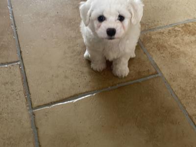 Purbred Bichon Frise puppies in Leitrim
