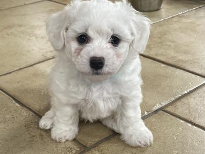 Purbred Bichon Frise puppies in Leitrim