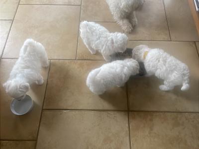 Purbred Bichon Frise puppies in Leitrim