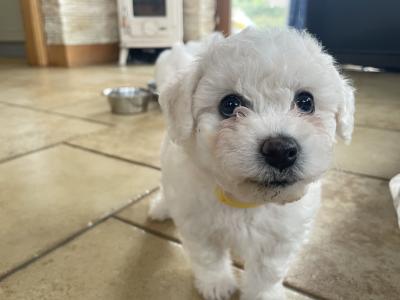 Purbred Bichon Frise puppies in Leitrim
