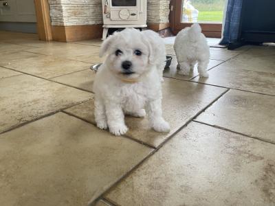 Purbred Bichon Frise puppies in Leitrim