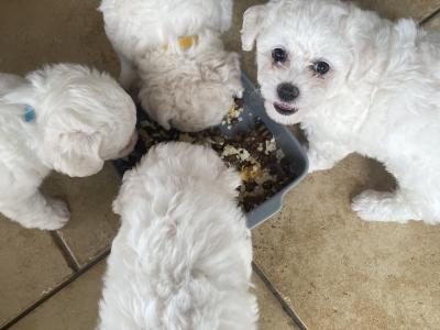 Purbred Bichon Frise puppies in Leitrim