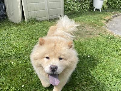 Female - IKC - Chow Chow in Kilkenny