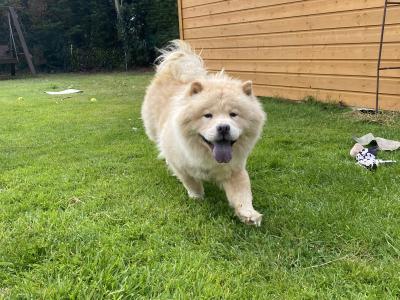 Female - IKC - Chow Chow in Kilkenny
