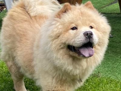 Female - IKC - Chow Chow in Kilkenny