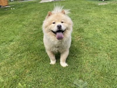 Female - IKC - Chow Chow in Kilkenny