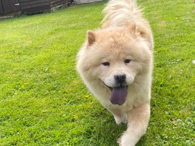 Female - IKC - Chow Chow in Kilkenny