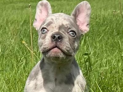 French Bulldog puppies in Kilkenny