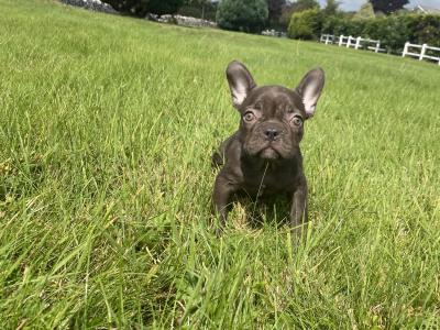 French Bulldog puppies in Kilkenny