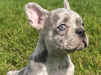 French Bulldog puppies in Kilkenny