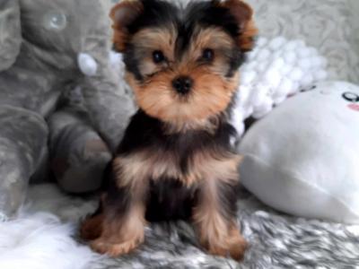 Yorkshire Terrier Miniture puppies IKC Registered(pending) in Dublin