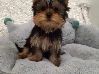 Yorkshire Terrier Miniture puppies IKC Registered(pending) in Dublin