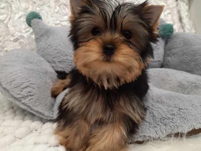 Yorkshire Terrier Miniture puppies IKC Registered(pending) in Dublin