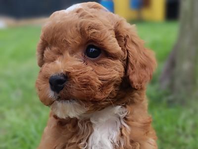 Beautiful Red Cavapoo puppies in Wexford