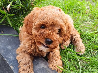 Beautiful Red Cavapoo puppies in Wexford