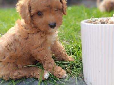 Beautiful Red Cavapoo puppies in Wexford