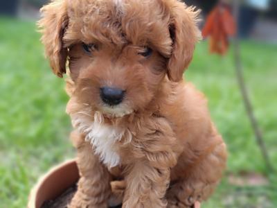 Beautiful Red Cavapoo puppies in Wexford