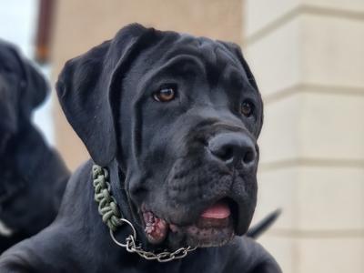 FCI female Cane Corso in Dublin - Pure breed