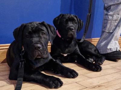 FCI female Cane Corso in Dublin - Pure breed