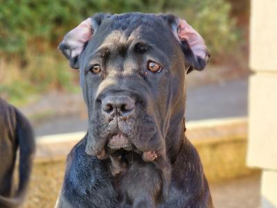 FCI female Cane Corso in Dublin - Pure breed