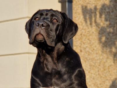 FCI female Cane Corso in Dublin - Pure breed