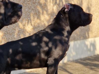 FCI female Cane Corso in Dublin - Pure breed
