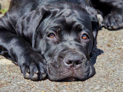 FCI female Cane Corso in Dublin - Pure breed