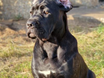 FCI female Cane Corso in Dublin - Pure breed