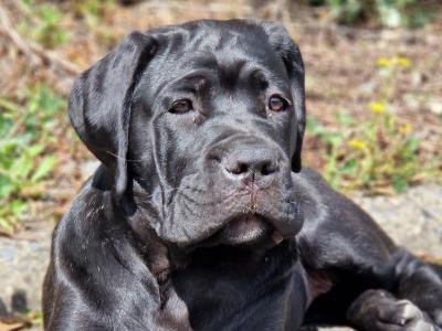 FCI female Cane Corso in Dublin - Pure breed