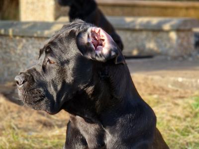 FCI female Cane Corso in Dublin - Pure breed