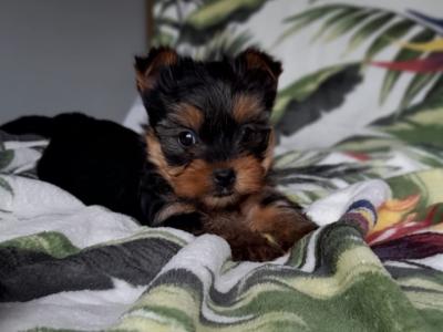 Minature Yorkshire Terrier puppies in Limerick