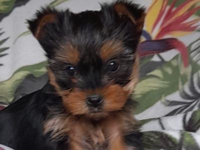 Minature Yorkshire Terrier puppies in Limerick