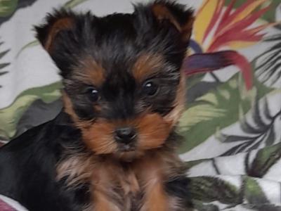 Minature Yorkshire Terrier puppies in Limerick