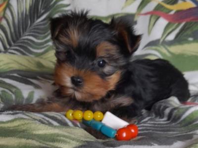Minature Yorkshire Terrier puppies in Limerick