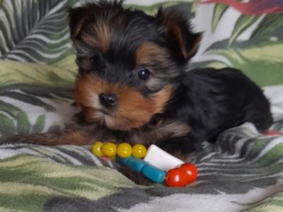 Minature Yorkshire Terrier puppies in Limerick