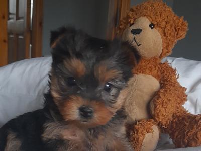 Minature Yorkshire Terrier puppies in Limerick
