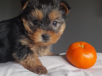 Minature Yorkshire Terrier puppies in Limerick