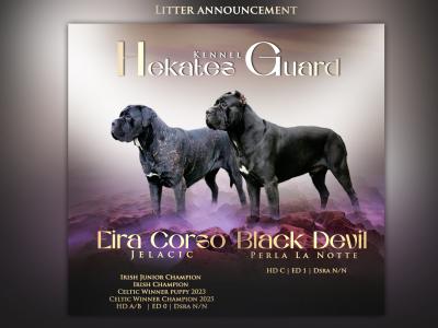 FCI female Cane Corso in Dublin - Pure breed