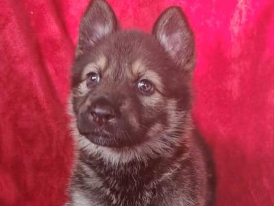 German Shepherd puppies in Clare