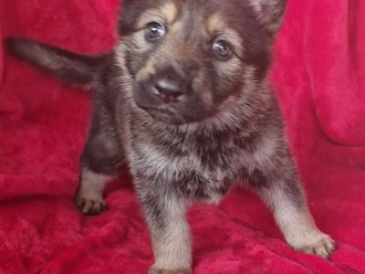 German Shepherd puppies in Clare