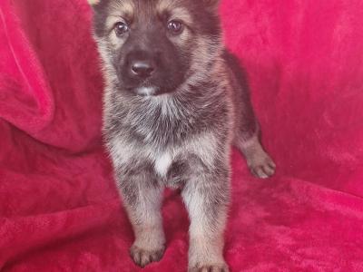 German Shepherd puppies in Clare