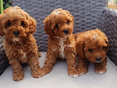Beautiful Red Cavapoo puppies in Wexford