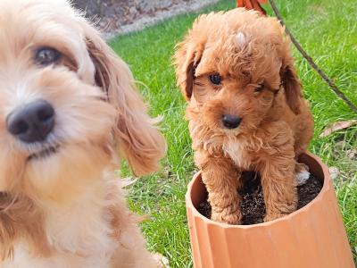Beautiful Red Cavapoo puppies in Wexford