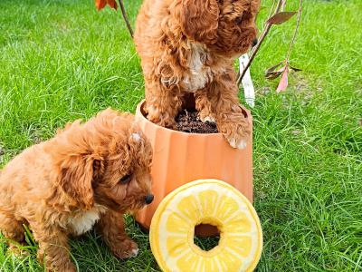 Beautiful Red Cavapoo puppies in Wexford