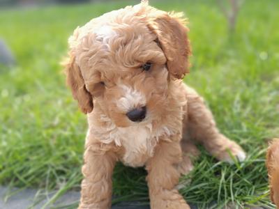 Beautiful Red Cavapoo puppies in Wexford