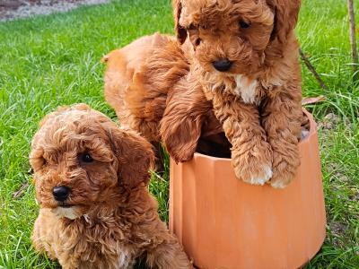 Beautiful Red Cavapoo puppies in Wexford