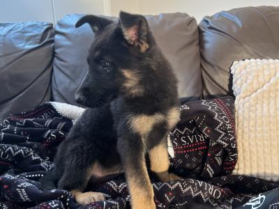 German Shepherd puppies, Straight Back, in Mayo