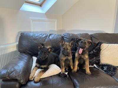 German Shepherd puppies, Straight Back, in Mayo