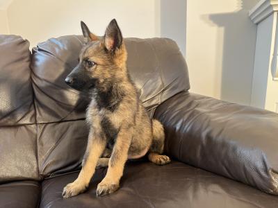 German Shepherd puppies, Straight Back, in Mayo